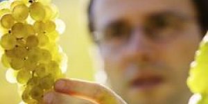 Les pesticides augmentent le risque d-Alzheimer et de Parkinson