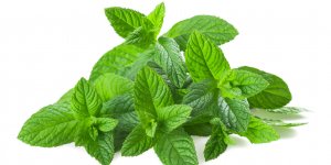 Mal de tete : testez la menthe