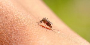 Moustique tigre : 5 signes a surveiller si vous avez ete pique