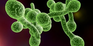 Maladie des intestins : qu-est-ce que le Candida albicans ?