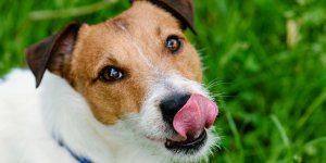 La peau de cet homme se met a pourrir apres que son chien l-a lechee !