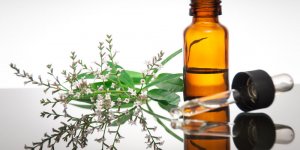Verveine : 7 bonnes raisons d’en avoir a la maison !
