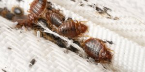 Punaises de lit : quelle solution naturelle et efficace ? 