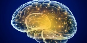 AVC : le venin d’une araignee mortelle aiderait a reduire les lesions cerebrales