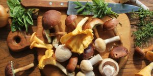 10 625 intoxications en 8 ans avec des champignons, alerte Sante Publique France