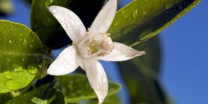 Phytotherapie et sommeil de l-enfant : la fleur d-oranger