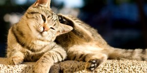 Puce et tique : comment proteger son chat ?