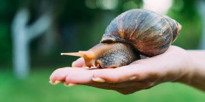 Des escargots responsables d’un type de meningite