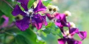 Les mysteres des fleurs de Bach