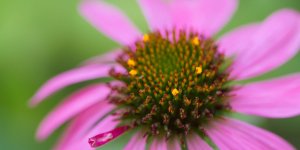 Echinacee : LA plante de l’hiver !