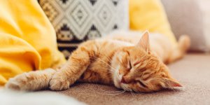 Votre chat peut-il vraiment vous rendre schizophrene ? Ce que dit la science