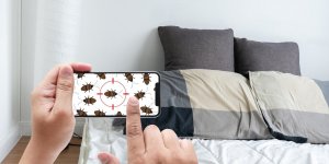 Comment se debarrasser des punaises de lit ?