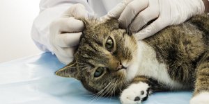 Les maladies des oreilles chez le chat