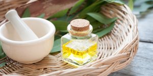 Huiles essentielles d-eucalyptus : radie ou citronne, la difference