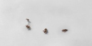 Poux de tete : ca ressemble a quoi ?