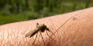 Virus du West Nile: 3 personnes infectees a Nice