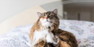 Chat : 2 remedes anti-puces maison