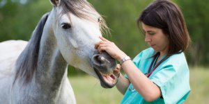 Les maladies les plus frequentes chez le cheval