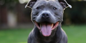 Chien mechant : ce serait la faute du maitre