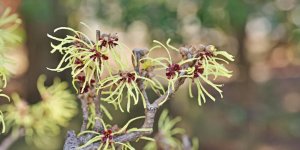 Homeopathie : a quoi sert l-hamamelis ?