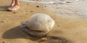 Piqure de meduse : 5 solutions pour la soulager vite