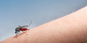 Virus du Nil occidental : un premier cas d’infection a Bordeaux