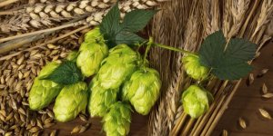 Cette plante qui peut dissoudre le mauvais cholesterol