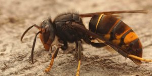 Une piqure de frelon asiatique est-elle vraiment plus dangereuse que celle d-une guepe ?