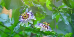 Somnifere naturel : la passiflore pour dormir