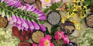Medecine traditionnelle chinoise : 3 plantes medicinales