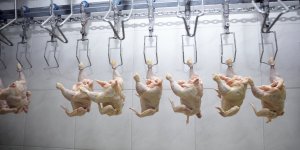 "Viande spaghetti" : attention aux filets de poulet genetiquement modifies !