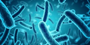 Cancer de la vessie : le traitement par BCG
