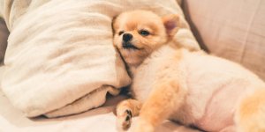 Diarrhee du chien : des remedes naturels