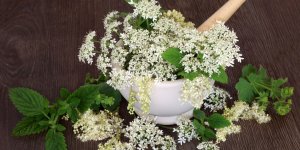 Phytotherapie : la reine-des-pres pour faire baisser la fievre