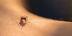 Virus du Nil : 3 cas detectes en PACA