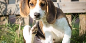Comment reconnaitre et se debarrasser des aoutats chez le chien