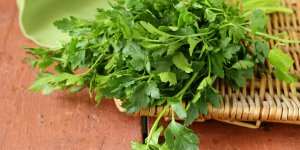 Infusion de persil : des bienfaits sur la digestion