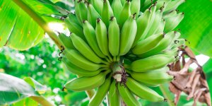 Chlordecone : 90 % de la population des Antilles, contaminee par cet insecticide