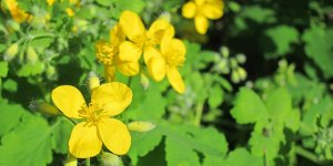Chelidoine : une plante contre les verrues plantaires