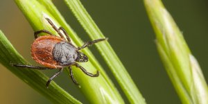 Tiques : quelles maladies peuvent-elles transmettre ?
