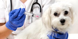 Vaccin contre la rage : est-ce obligatoire ?