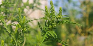 Allergie : alerte au pollen d’ambroisie