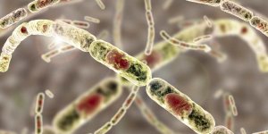 Anthrax : les 13 villes touchees par l’epidemie