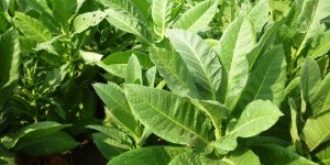 Qu-est-ce que le tabac fairgreen ?