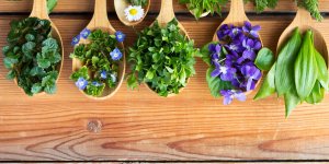 Les differentes formes de phytotherapie