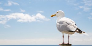 Grippe aviaire : 30 communes sous vigilance au Pays Basque 