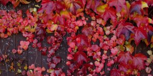 Stimulation de l-erection : la vigne rouge comme solution naturelle