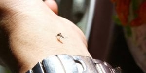 Piqure d-insecte avec gonflement et rougeurs : que faire ?