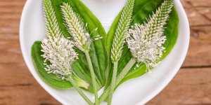 Soigner rapidement un rhume avec une tisane de plantain