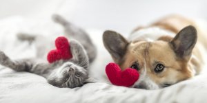 Animaux : 5 conseils pour prendre soin d-eux naturellement